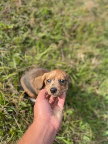 Filhote Basset dachshund (salsicha) 