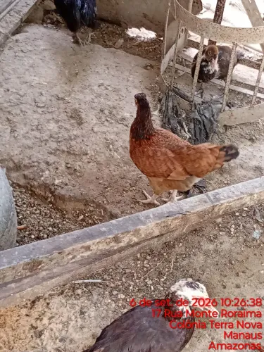 Vende-se galinha caipira