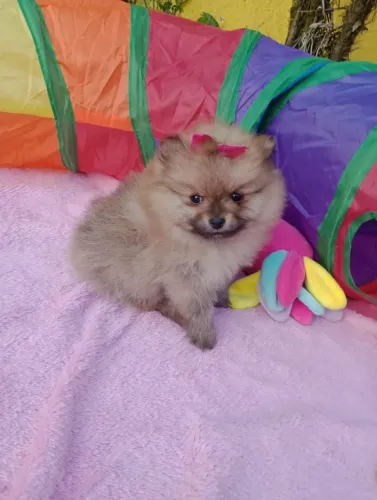 Spitz alemão anã, fêmea com pedigree e entrega em 10x no .