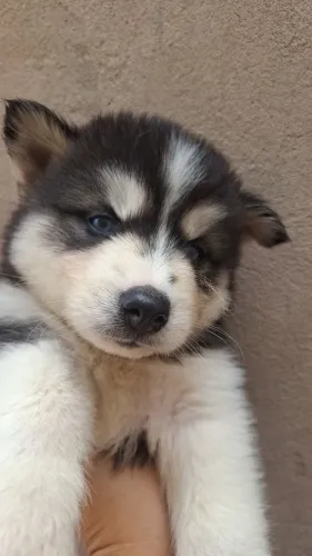 Filhote de husk siberiano