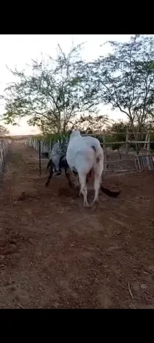 Boi gordo