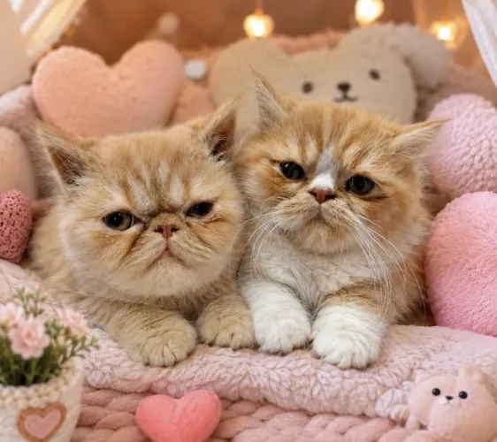 Gatos persa