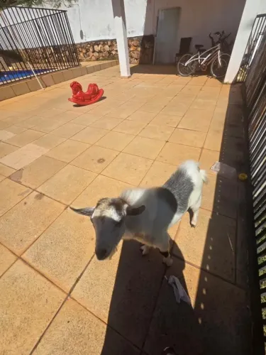 VENDE-SE MINI CABRA 