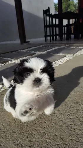 Filhotes de SHIHTZU - FÊMEA E MACHO DISPONÍVEL PRA VENDA!!! 