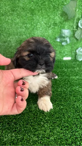 Filhote de shih tzu macho e fêmea