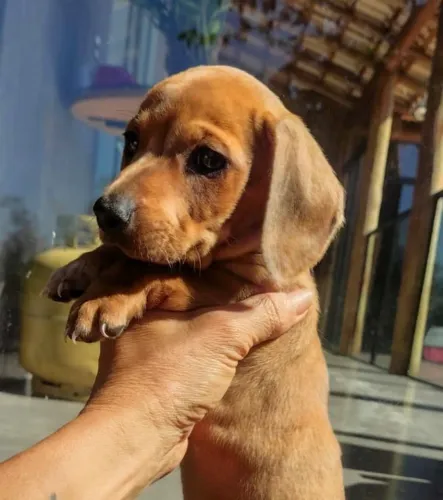 Salcichinha (Basset Dachshund)