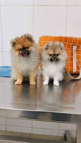 Vendo filhote de Lulu da Pomerânia/ Spitz Alemão 