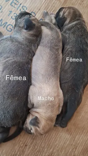 Filhotes de Fila brasileiro
