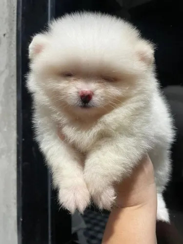 Animais de estimação