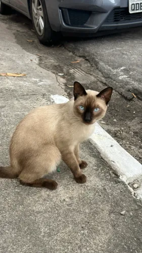 Gatinho tipo siamês para adoção