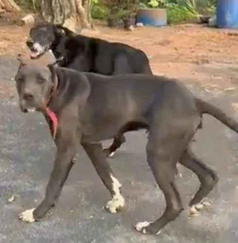 filhote dog alemão fêmea blue azul