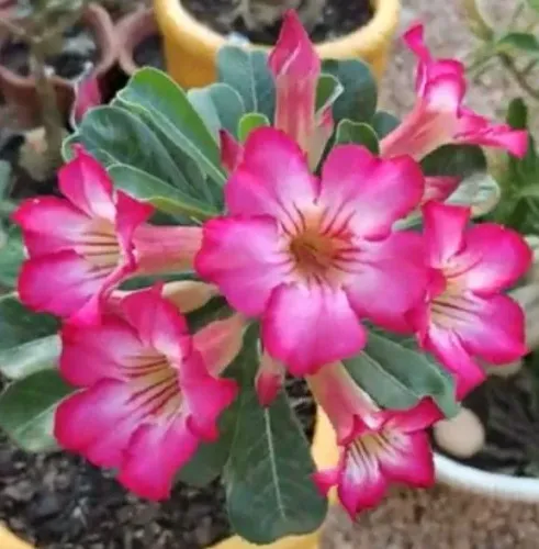 Rosa do deserto buque 
