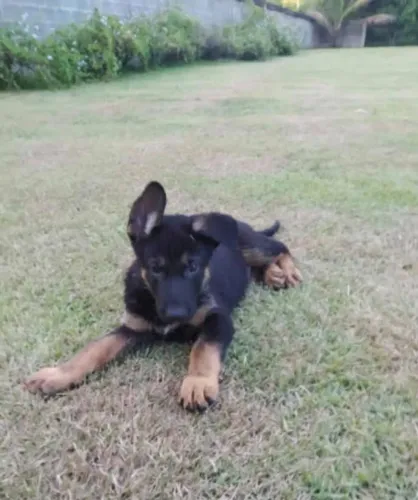 Filhotes de Rottweiler