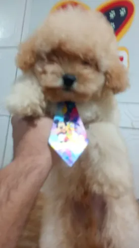 Filhote de poodle macho