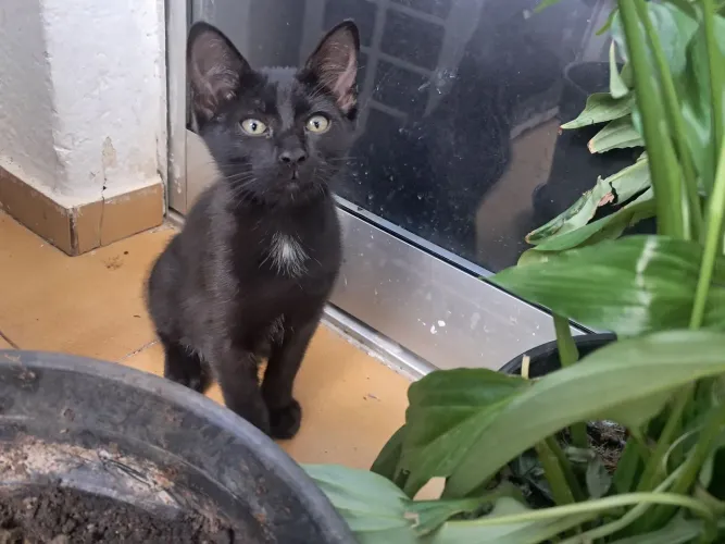 Adoção Filhote Gato