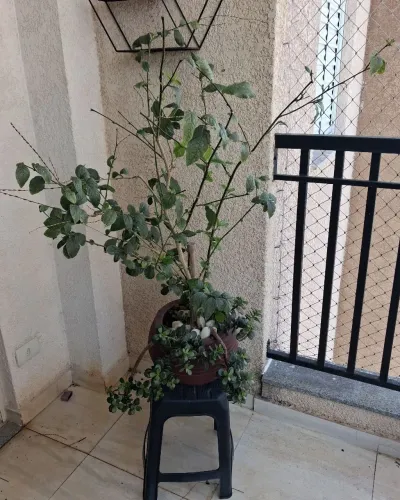 Vaso Ornamental - Planta Quebra-Demanda e suculentas