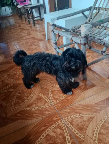 Doa-se cachorro mitura de shitus