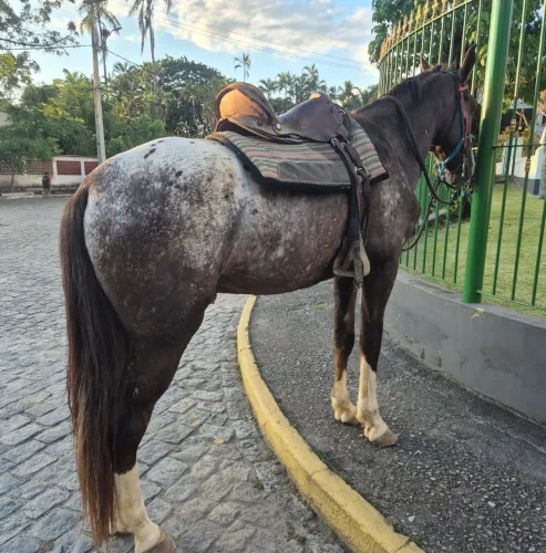 Garanhão appaloosa muito dócil