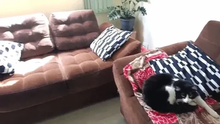 2 sofás de veludo