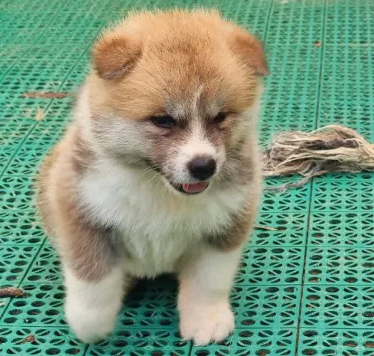 Akita Inu,Akita Inu Filhote Disponível Alta Qualidade