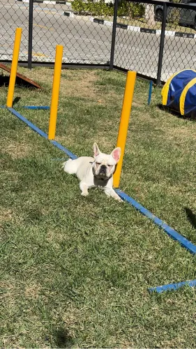 Buldogue francês fêmea
