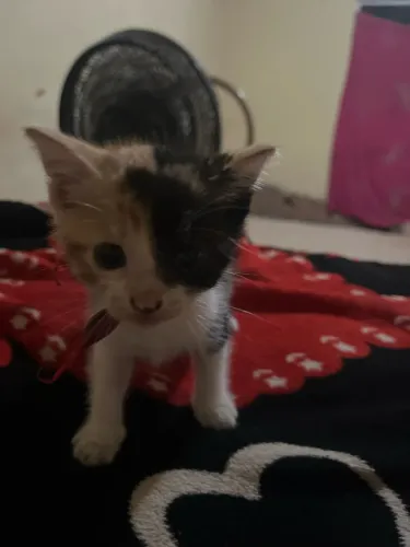 Doação de gatinhos