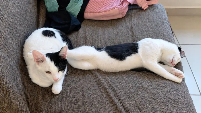 Gatinhos para adoção responsável