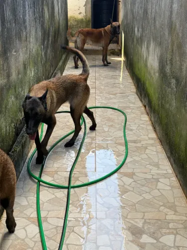 Filhotes de Pastor Belga Malinois