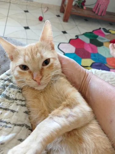 Gatinho pra adoção