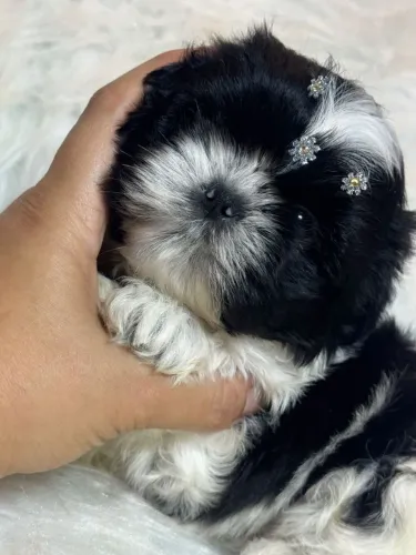 Shitzu baby face Fêmea um luxo preto com branco