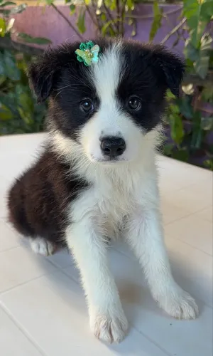 Fêmea Border Collie  PRONTA ENTREGA