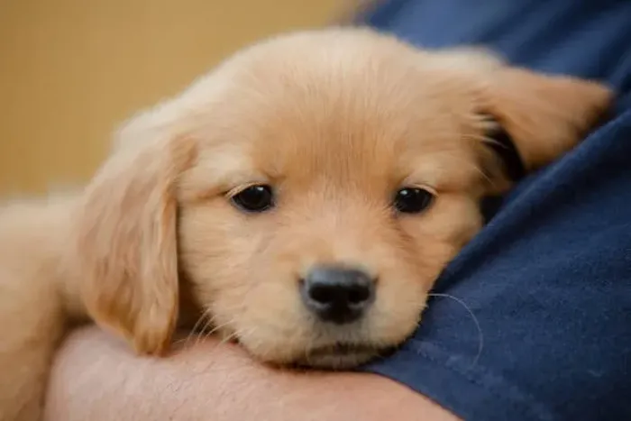 Filhote de Golden Retriever O Parceiro Perfeito Para Sua Família