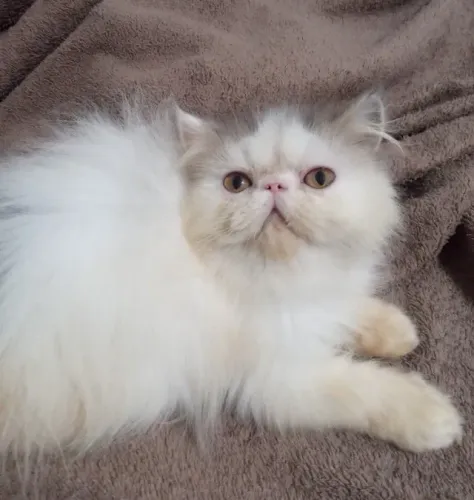 Gato persa/exótico IMPERDÍVEL 