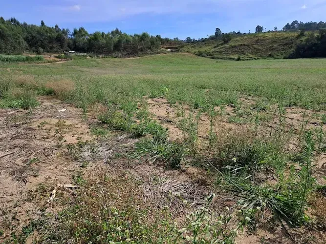 Terreno de 7.4 hectares em Desterro de Entre Rios MG 4 hectares de várzea