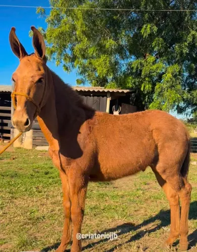 Burro diferenciado