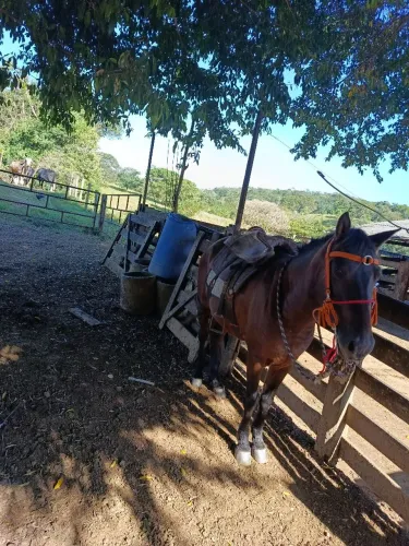 Cavalo mangalarga