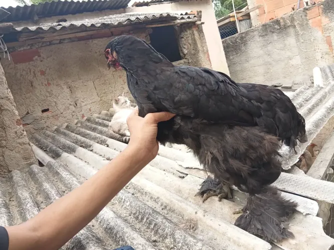 Vendo Galinha brama