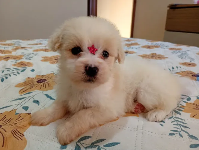 Linda fêmea de Lhasa APSO a pronta entrega 