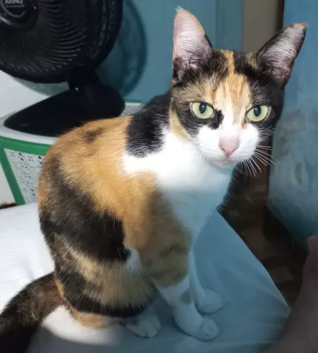 Gato