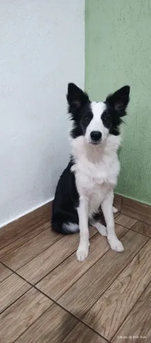 Border Collie - Fêmea filhote 
