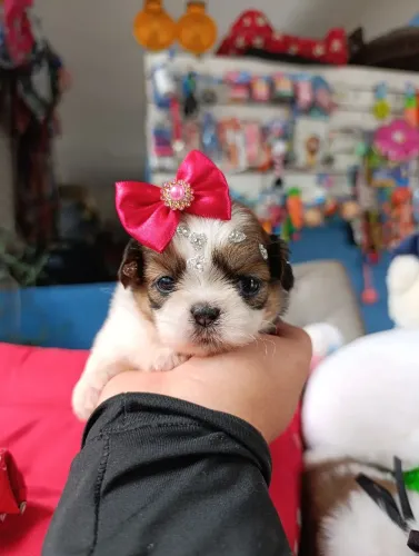 Shihtzu fêmea Nota fiscal e Procedencia