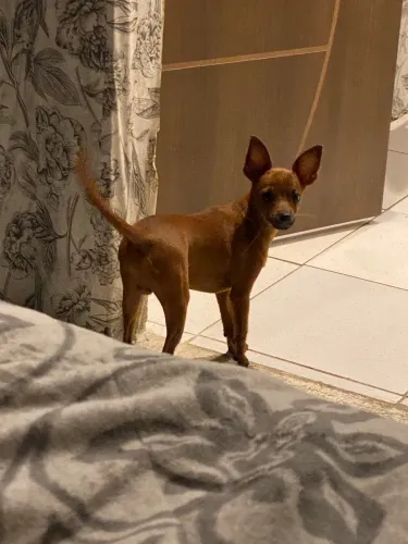 Pinsher a procura de uma namorada