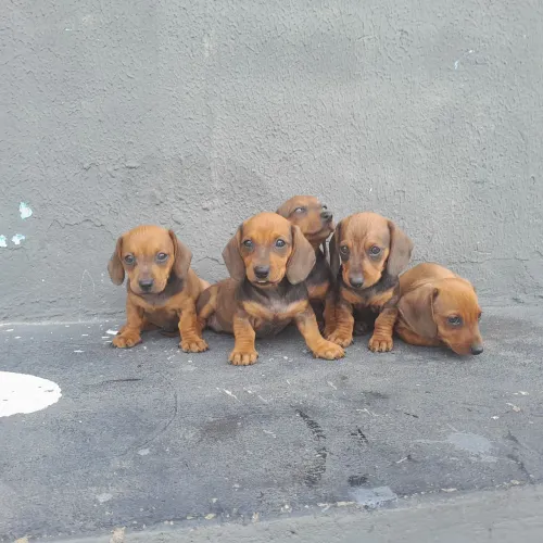 Cachorro