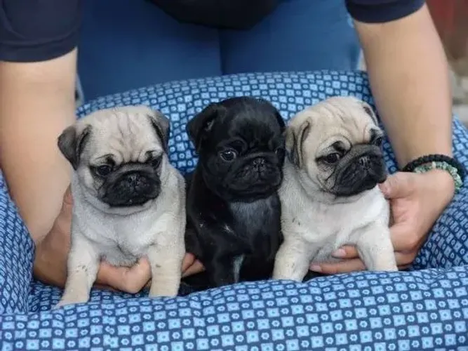 Pug Fofinhos 