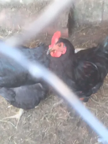 Frango a venda