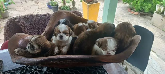 Shihtzu todas as cores disponivel para entrega