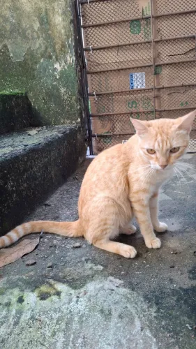 Gatinha castrada para adoção responsável