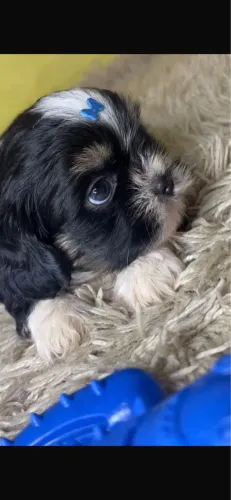 Shih-tzu com 68 dias vacinado 