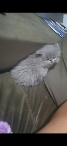 Femea persa filhote cinza zap * 