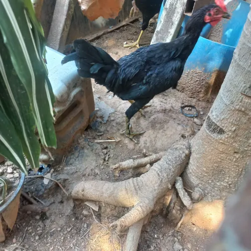 Frango caipira